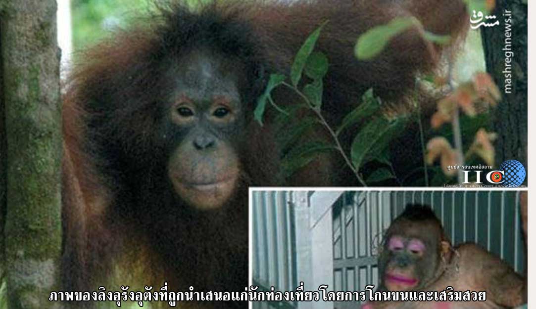 ภาพของลิงอุรังอุตังที่ถูกนำเสนอแก่นักท่องเที่ยวโดยการโกนขนและเสริมสวย (ภาพ)